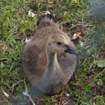 [Front view of a gosling sitting in the grass. Although its tail feathers have started growing, the rest of its body is still furry. While its body seems to be brown, most of its head (including the part which would become black in adult geese) is light yellow.]